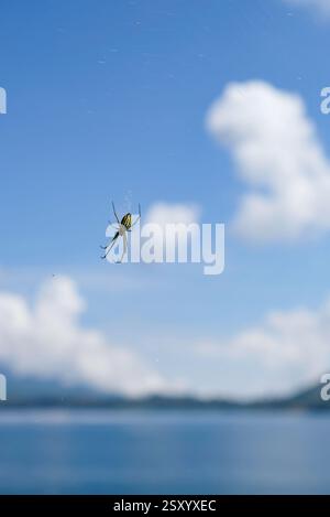 Foto ravvicinata della ragnatela vicino al lago. Foto Stock