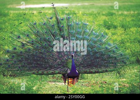 Peacock bharatpur Bird Sanctuary, ranthambore, Rajasthan, India, Asia Foto Stock