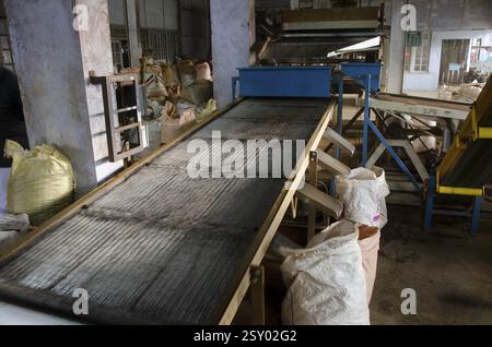 Ultimo stadio di lavorazione del tè, vagamon, Kerala, India, Asia Foto Stock
