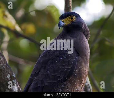 Avvoltoio egiziano, tal chappar Wildlife Sanctuary, Rajasthan, India, Asia Foto Stock