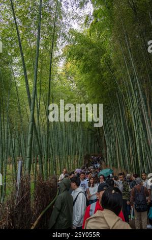 Turisti nella foresta di bambù di fama mondiale al Parco Arashiyama nel quartiere di Sagano, Kyoto, Giappone. Foto Stock
