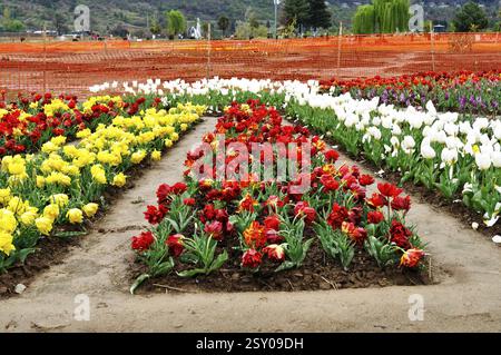 Indira gandhi, giardino di tulipani, Srinagar, Kashmir, India, Asia Foto Stock