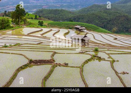 Terrazze di riso verdi a Ban Pa Bong Piang e capanne degli agricoltori all'inizio della stagione di semina del riso di metà anno nel distretto di Mae Chaem, Chiang mai Foto Stock
