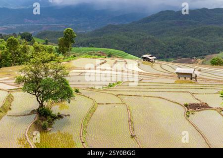Terrazze di riso verdi a Ban Pa Bong Piang e capanne degli agricoltori all'inizio della stagione di semina del riso di metà anno nel distretto di Mae Chaem, Chiang mai Foto Stock