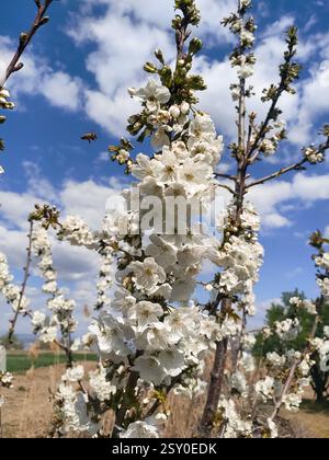 Vista ravvicinata dei ciliegi in fiore e delle api volanti in primavera. Foto Stock