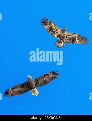 Aquila calva matura che vola con la parte inferiore di Haliaeetus leucocephalus giovanile/immaturo - ali allungate - apertura alare e cielo blu nella riserva di Blackwater Foto Stock