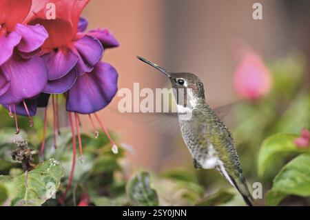Anna colibrì calypte anna flight, California del Sud, Stati Uniti d'America Foto Stock