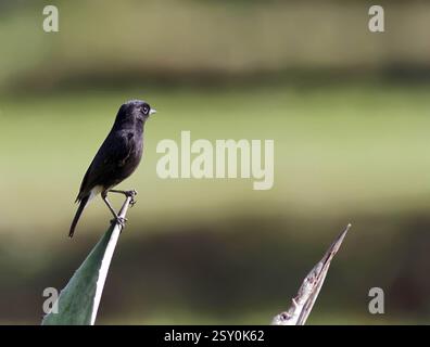 Red naped ibis ricerca insetti, tal chappar Wildlife Sanctuary, Rajasthan, India, Asia Foto Stock