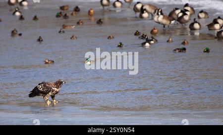 Un'aquila calva giovanile in piedi sul ghiaccio del fiume con acqua aperta e anatre e oche sullo sfondo Foto Stock