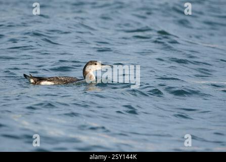 Loon nelle acque della palude di Santoña. Foto Stock