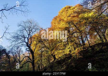 Foglie autunnali sugli alberi, Cladagh Glen, Marble Arch Caves, Co Fermanagh, Irlanda Foto Stock