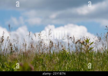 Un tranquillo paesaggio naturale caratterizzato da un campo di erba alta con lo sfondo di un cielo parzialmente nuvoloso. Foto Stock