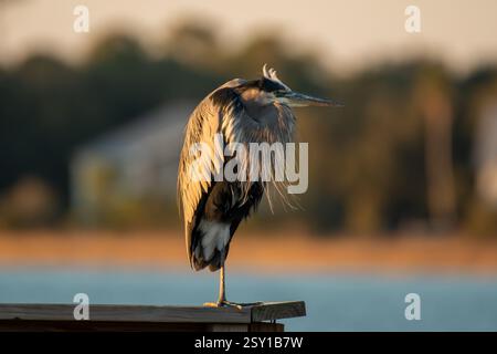 Un Great Blue Heron poggia su un molo di pesca in una laguna dell'Alabama. Foto Stock