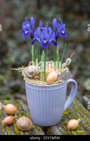 oiride reticolato blu in una tazza di porcellana in giardino Foto Stock