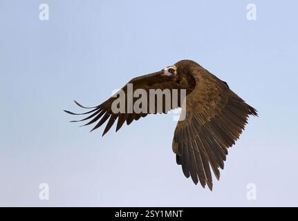 Coppersmith barbet, riserva naturale di tal chappar, rajasthan, india, asia Foto Stock