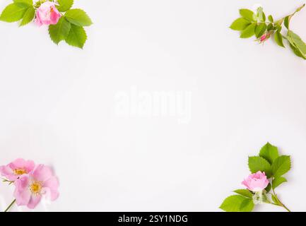 Vista dall'alto dei fiori di rosa selvatica, delle foglie verdi e dei boccioli disposti come cornice botanica. Petali delicati e texture morbide valorizzano l'eleganza senza tempo delle rose selvatiche Foto Stock