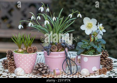 garden arrangement with helleborus niger, snowdrops and muscari in pink pots Foto Stock