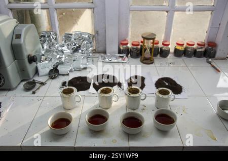 Campioni di tè, vagamon, Kerala, India, Asia Foto Stock