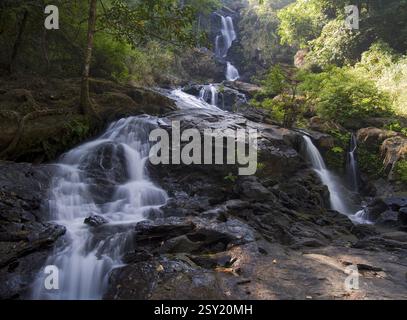 Laggar falcon, tal chappar Wildlife Sanctuary, Rajasthan, India, Asia Foto Stock