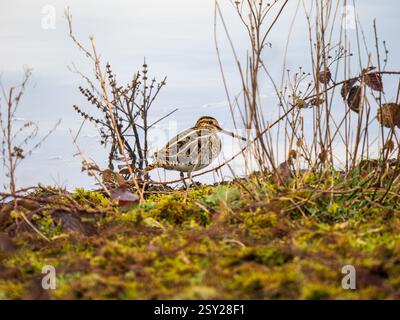 Comune Snipe sul bordo di un lago Foto Stock