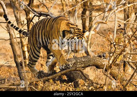 Tigre panthera tigri tigri in movimento nella foresta decidua secca, parco nazionale di Ranthambore, Rajasthan, India, Asia Foto Stock