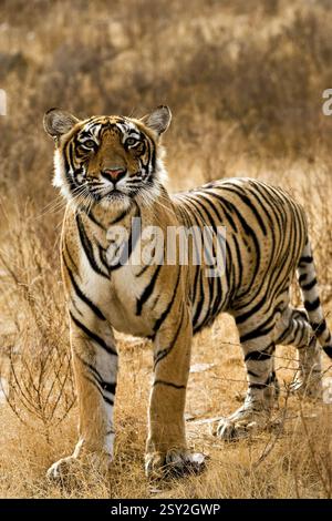 Tigre panthera tigri tigri nella foresta decidua secca, parco nazionale di Ranthambore, Rajasthan, India, Asia Foto Stock