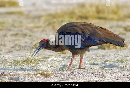 Red naped ibis, tal chappar Wildlife Sanctuary, Rajasthan, India, Asia Foto Stock
