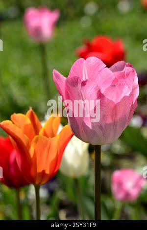 Tulipani multicolori nei giardini di Sighisoara Foto Stock