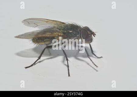 Primo piano di una comune mosca su sfondo bianco. Foto Stock