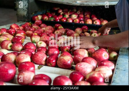 Le mani dei lavoratori selezionano le mele su un nastro trasportatore presso uno stabilimento di lavorazione e distribuzione a Rio grande do sul, Brasile Foto Stock