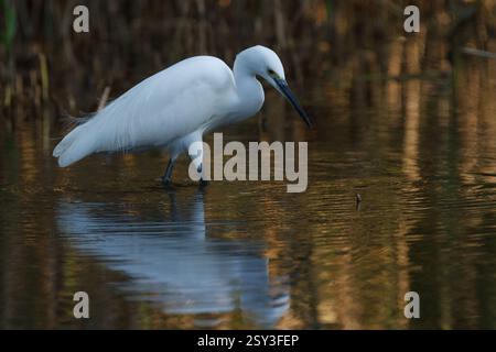 Un piccolo egret (Egretta Garzetta) in un lago in un parco a Kanagawa, in Giappone. Foto Stock