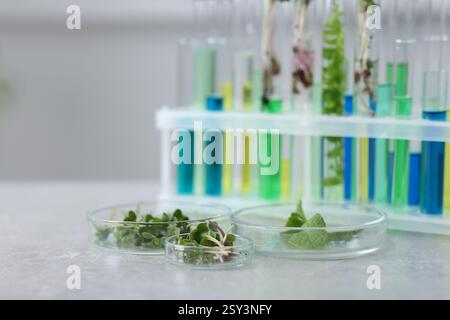 Biochimica. Vetreria con diverse piante e liquidi su tavolo grigio chiaro in laboratorio, primo piano Foto Stock