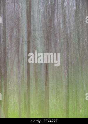 Fotografia di movimento intenzionale di una foresta decidua e di un fondo di foresta erbosa. Fotografato al Cullinan Park di Sugar Land, Texas. Foto Stock