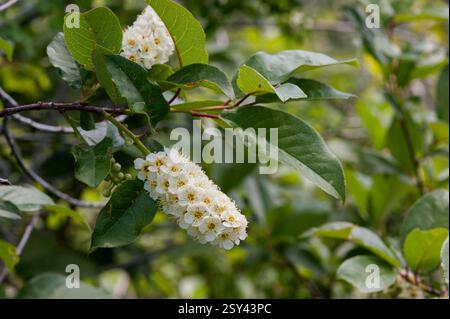 Chokecherry (Prunus virginiana) al livello di 8500 metri sulla Grand Mesa del Colorado. Foto Stock