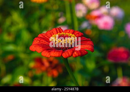 Un suggestivo fiore rosso sorge alto in un lussureggiante giardino, impreziosito da scintillanti gocce di rugiada. La luce soffusa del mattino illumina i fiori colorati creando un Foto Stock