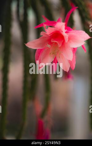 Primo piano di un vivace fiore rosa su sfondo sfocato Foto Stock