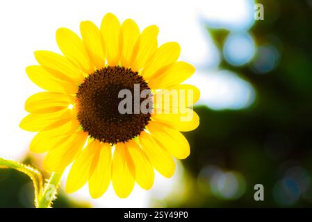 Girasole giallo brillante su sfondo naturale sfocato Foto Stock