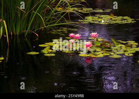 Ninfee Foto Stock