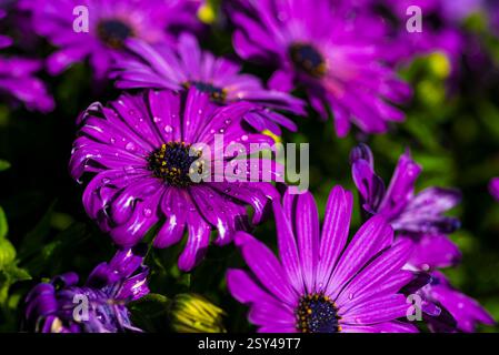 Fiori a margherita Vivid Purple con gocce d'acqua alla luce del mattino Foto Stock