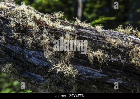 Licheni barbuti su albero morto, Wulaia Bay, Beagle Street, Ushuaia, Tierra del Fuego, Patagonia, Argentina, Sud America Foto Stock