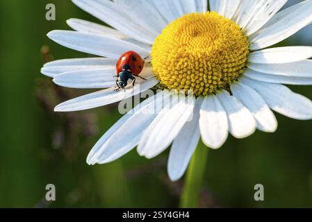 Primo piano di una cocciniglia rossa (Coccinellidae) sui petali di una margherita (Leucanthemum vulgare) con sfondo sfocato, bassa Sassonia, Germania, Europa Foto Stock