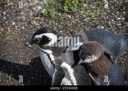 Pinguini di Magellano (Sphreniscus magellanicus) su Martillon Island, Beagle Channel, Ushuaia, Argentina, Sud America Foto Stock