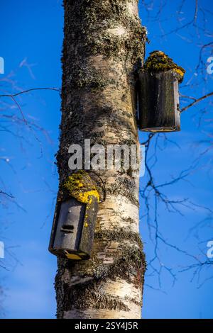 Rifugi illuminati dal sole: Case per uccelli annidate tra gli alberi di betulla, i loro tetti adornati con muschio dorato, che si stagliano su un cielo blu profondo. Foto Stock