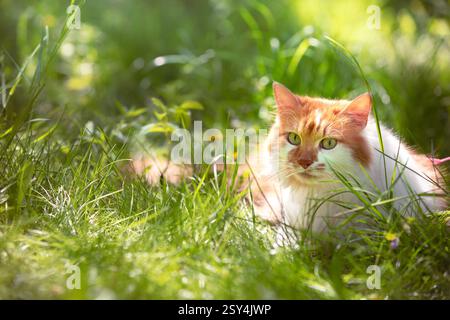 Simpatico gatto a pelo lungo rosso e bianco in natura all'aperto. Un gatto divertente sta riposando in giardino sull'erba in una soleggiata giornata estiva Foto Stock