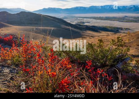 Paesaggio montano caratterizzato da vivaci fiori rossi in primo piano e da un'ampia vista sulla valle. Foto Stock