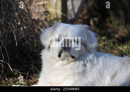 Piccola pekinese bianco di 8 anni nel giardino Foto Stock