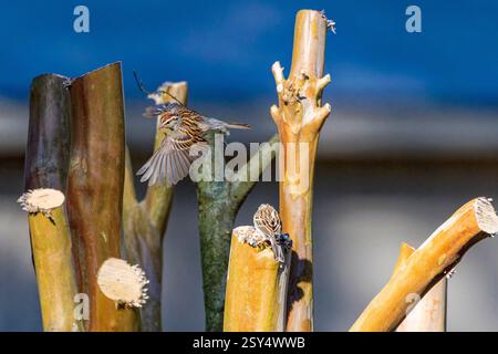 La canzone Sparrow (Melospiza melodia), passeri nativi del Nord America Foto Stock