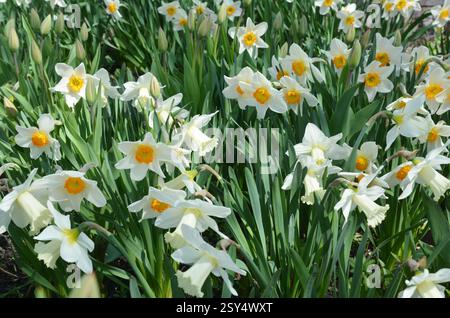 Narcissus fiori letto di fiori con drift giallo. Bianco daffodil fiori narcisi daffodils. Foto Stock