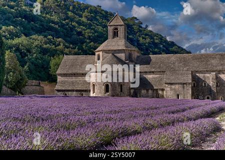 L'abbazia romanica cistercense del XII secolo di Notre Dame di Senanque ( 1148 ) è situata tra i campi di lavanda fioriti della Provenza, Gordes, Francia Foto Stock