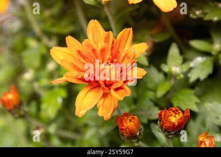 Primo piano di un fiore di crisantemo arancio circondato da altri fiori e piccoli boccioli di fiori, con sfondo verde sfocato Foto Stock